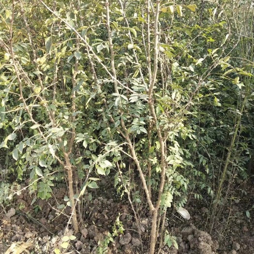 洛阳大红袍花椒苗 2公分花椒树