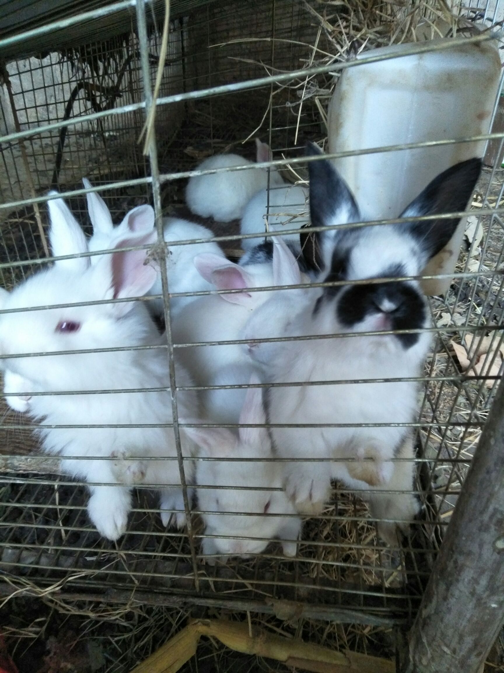 5斤以上 用途:种兔 规格:中型兔