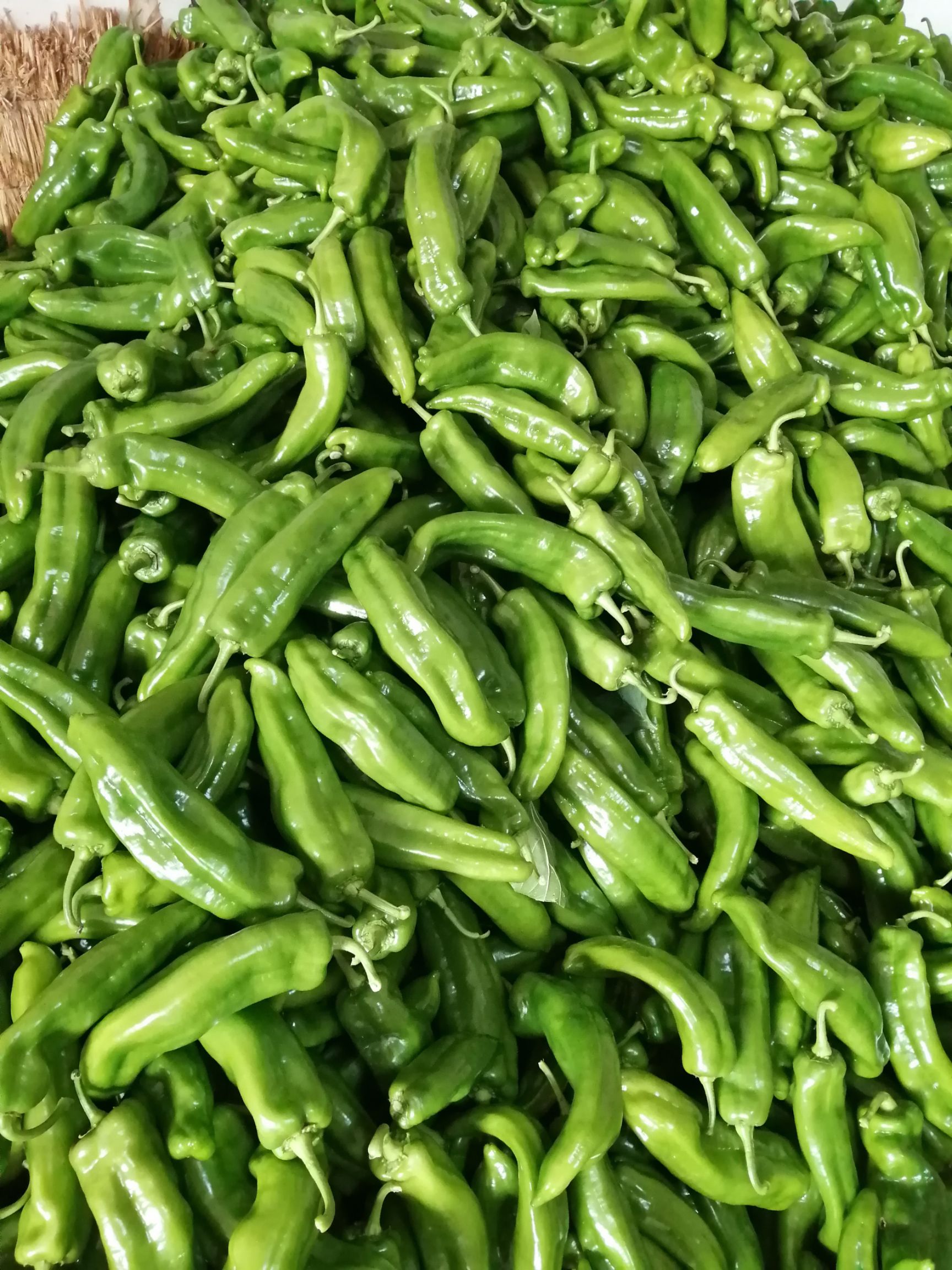  （精品鲜辣椒）万亩基地 产地直供，专业代收，诚信代办！