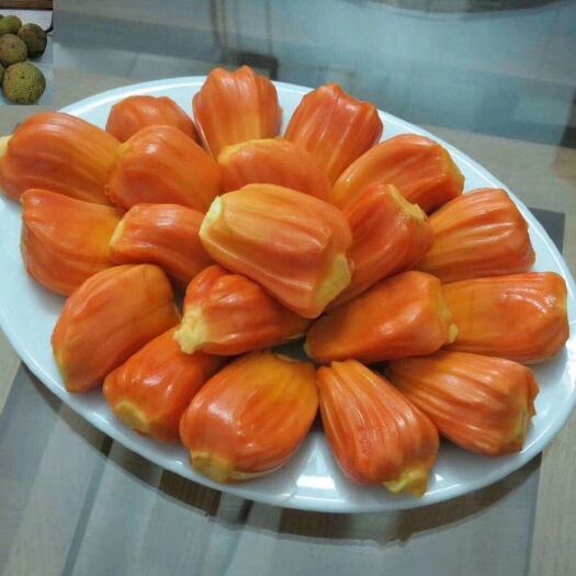 灵山县 泰国红肉菠萝蜜苗