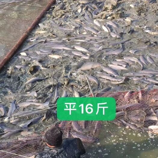 淡水青鱼 10-18公斤 人工养殖