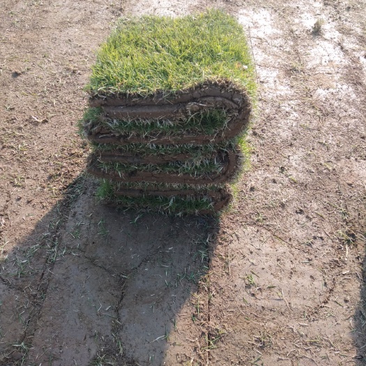 广州马尼拉草皮 草皮草卷马尼拉草，