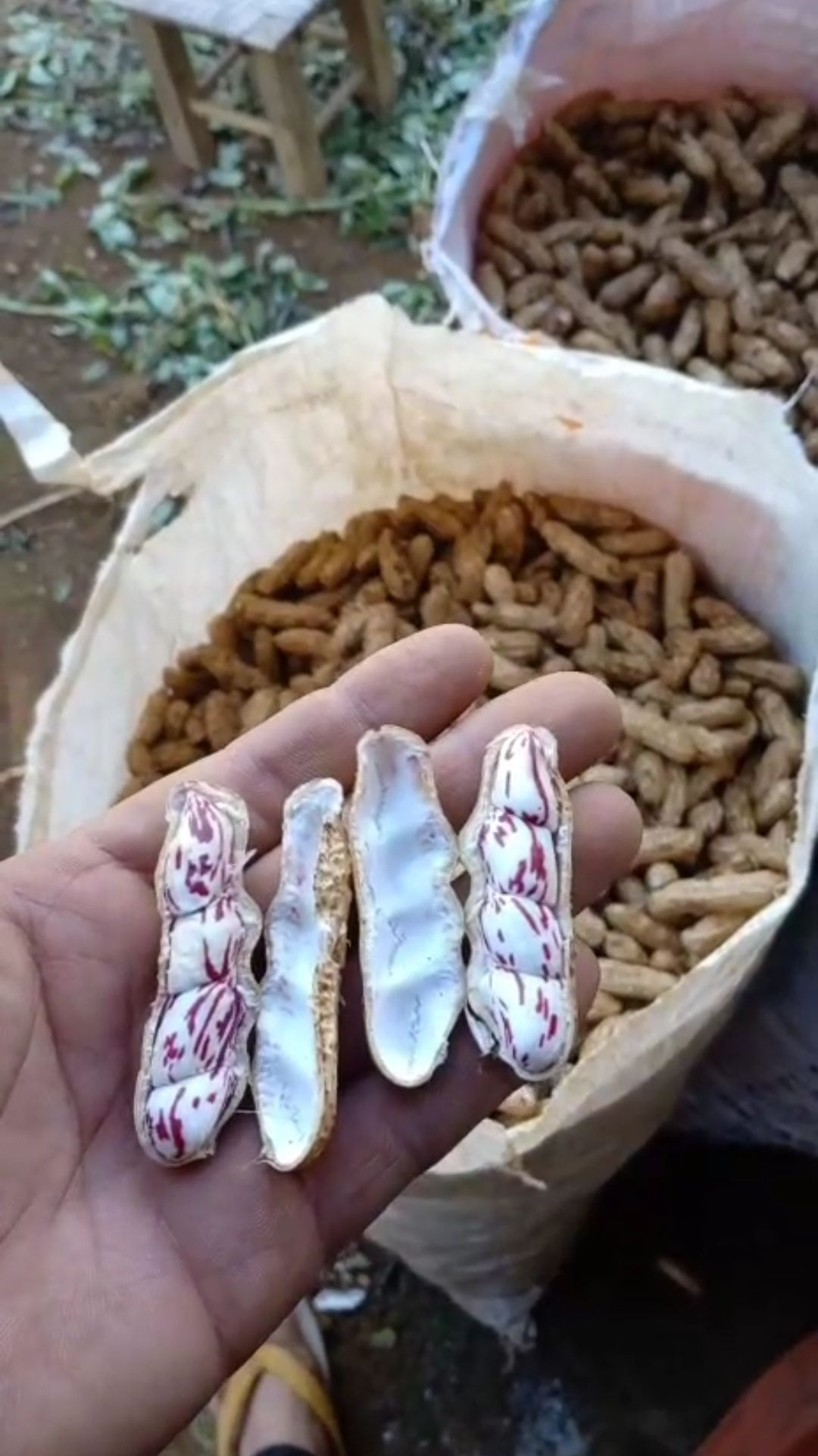  缅甸绿色七彩花生（新花生）没有晒过（嫩花生）