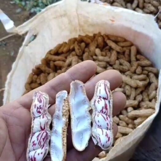 瑞丽市 缅甸绿色七彩花生（新花生）没有晒过（嫩花生）