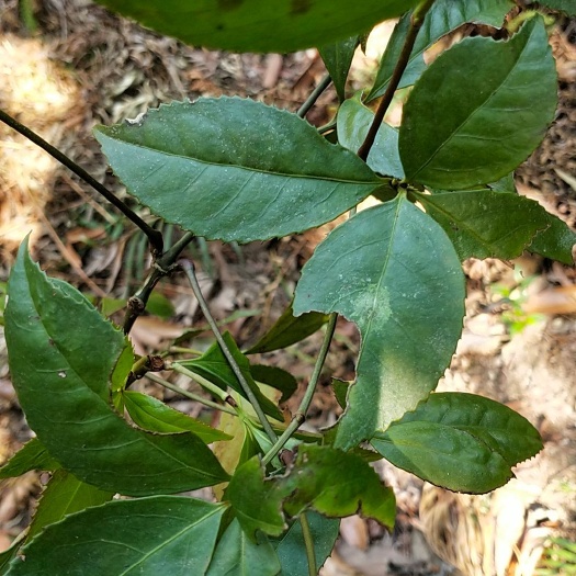 防城港茶根 九节茶