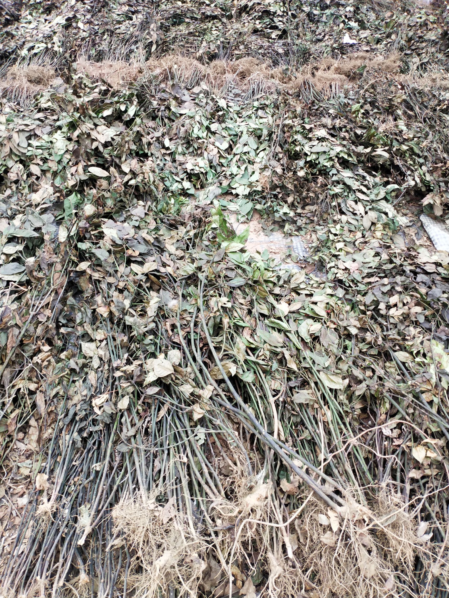 茶根 九节茶
