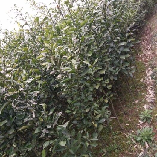 酸柑苗 ，兩年至三年苗，基地直銷，移栽苗
