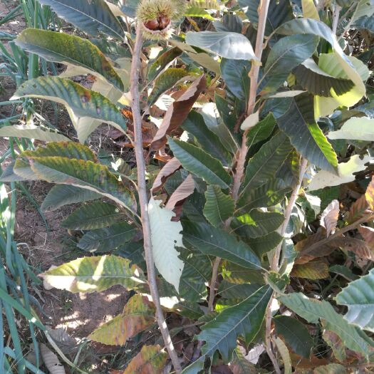 临沭县大红袍九家种青毛软刺石丰大油栗沂蒙短枝蒙山薄壳 油板栗嫁接苗