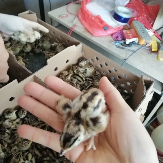 南宁七彩山鸡苗，厂家直销，质量保证，假一赔十诚信经营