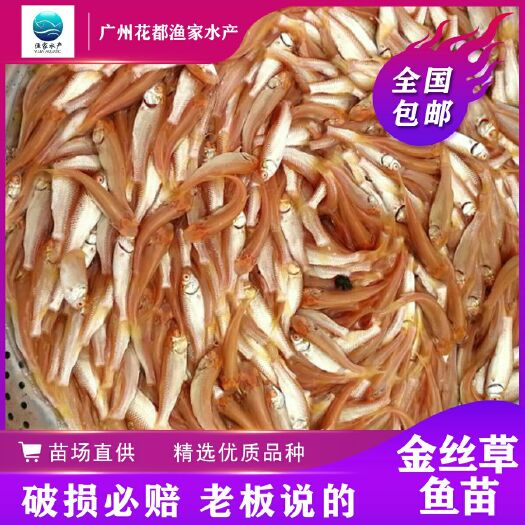 广州金丝草鱼 俄罗斯金草鱼苗 淡水养殖 极速发货 快大品种