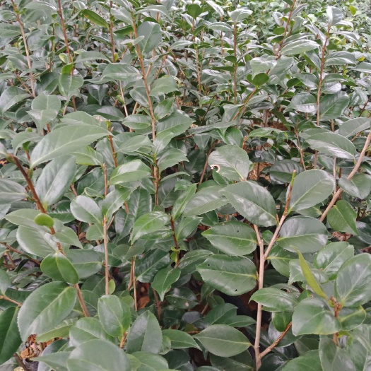 六安茶梅 80~100cm
