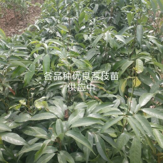 灵山县桂味荔枝苗 品质保证