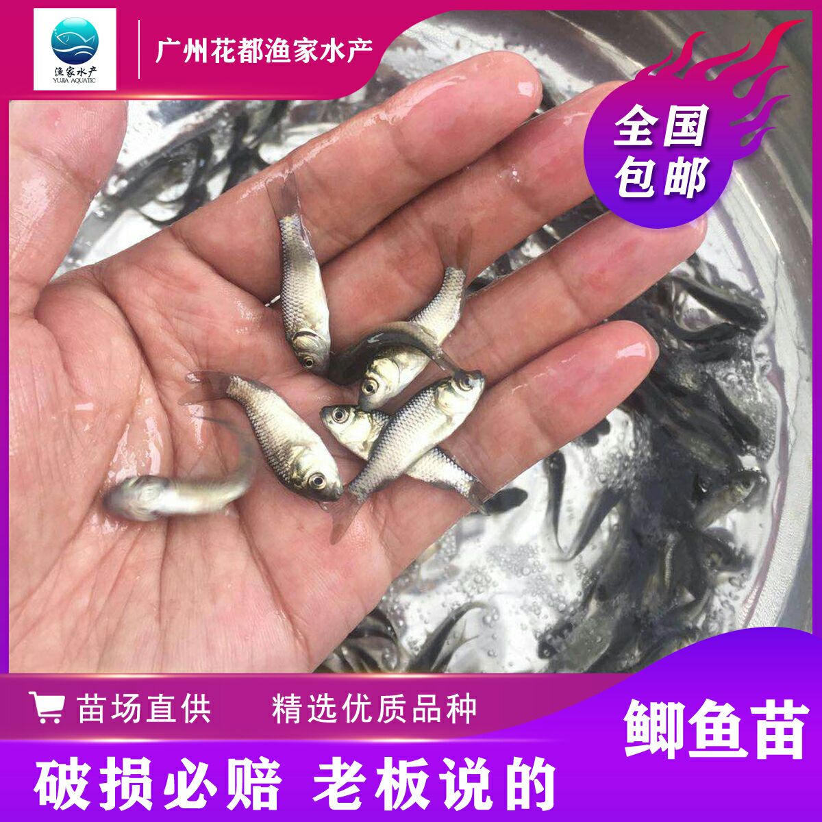 量大价优 优质鲫鱼苗 快递物流送货上门 技术指导保活服务