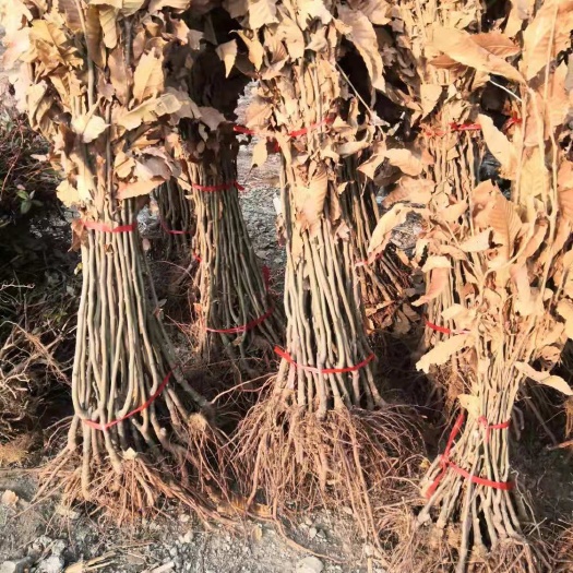 平邑县泰山板栗苗 泰山板栗 假一赔十 现挖现发 南北方种植