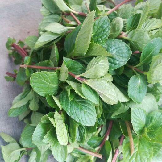  新鲜薄荷上市