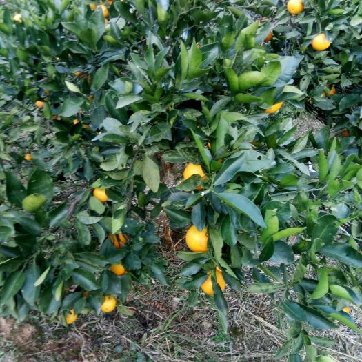 芷江县 大量供应冰糖橙