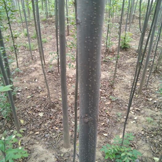 镇平县 栾树