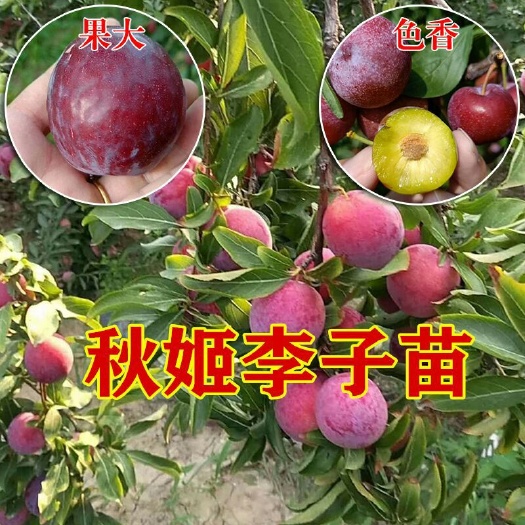 平邑县 秋姬李子苗晚熟李子树苗南北方可种植包成活现挖现卖基地直销