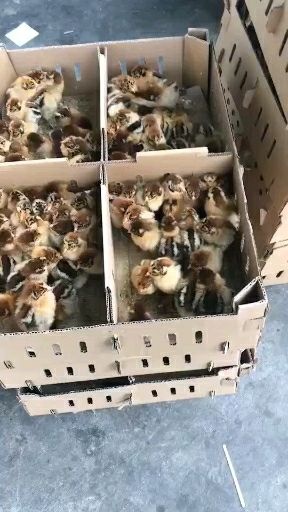 衡南县青脚麻鸡苗 大种麻鸡苗 长速快 质量大种肉鸡苗优质品种