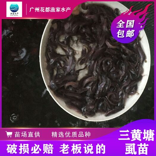 广州三黄塘虱鱼苗  三黄塘角鱼 塘虱鱼苗，淡水养殖 鱼苗批发