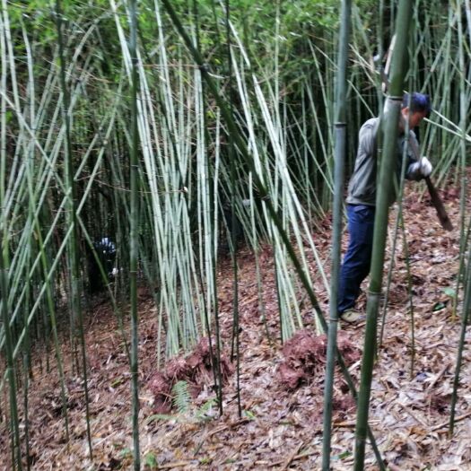 雅安 长期现货大量供应绿化用各种规格，各个品种竹子