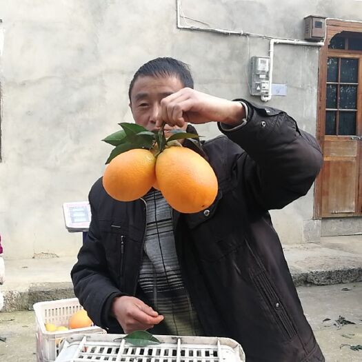 重庆市纽荷尔脐橙 奉节纽荷儿