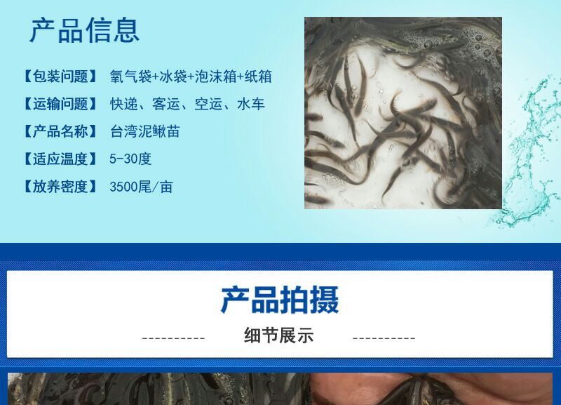 鱼苗 泥鳅苗 泥鳅水花  鱼苗批发 基地直销 包邮