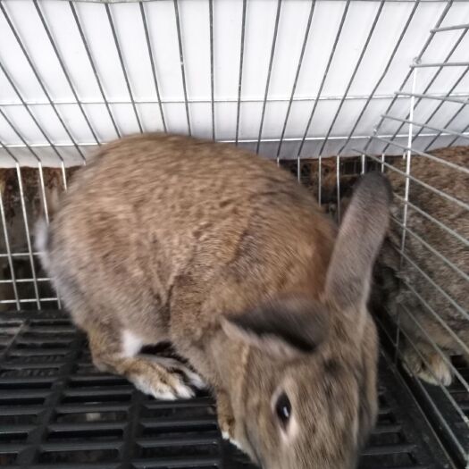 郓城县比利时兔 繁殖力强，生长快