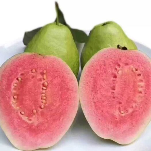 南靖县番石榴  南靖红心芭乐，欢迎一件代发