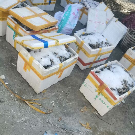 诏安县福建生蚝 福建蚝 福建蚝便宜便宜