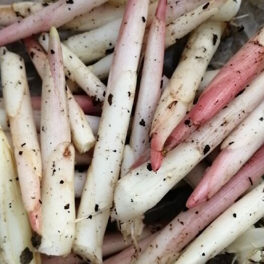 房县阳荷 纯绿色食品，现货发售