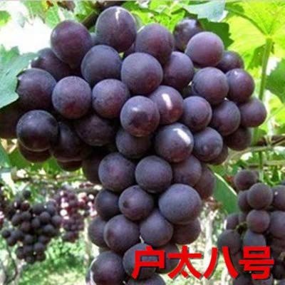 平邑县 户太八号葡萄苗 现挖保湿发货 成活率高 死苗免费补发
