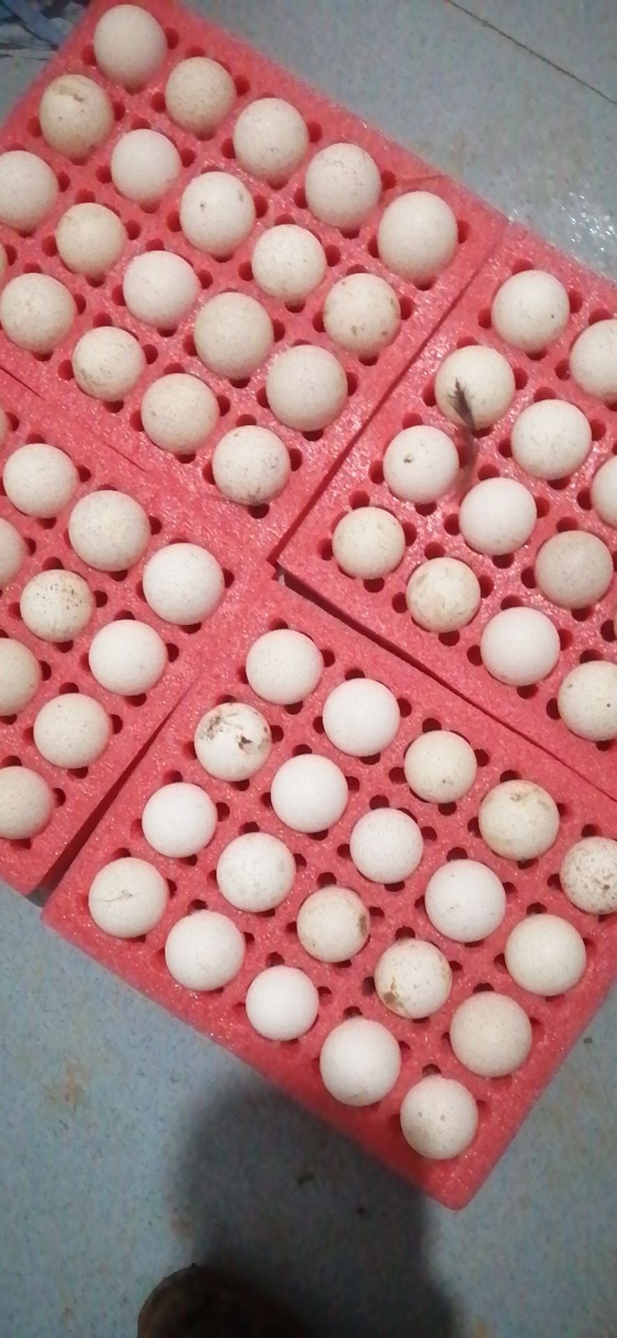 祁阳市火鸡蛋  火鸡种蛋，受精蛋，可孵化种蛋，食用营养蛋青铜，贝蒂
