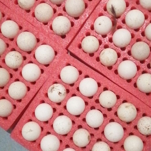 祁阳市火鸡蛋  火鸡种蛋，受精蛋，可孵化种蛋，食用营养蛋青铜，贝蒂