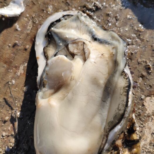 庄河市大连生蚝 各种规格价位的都有