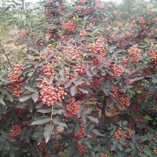 西和县 花椒
