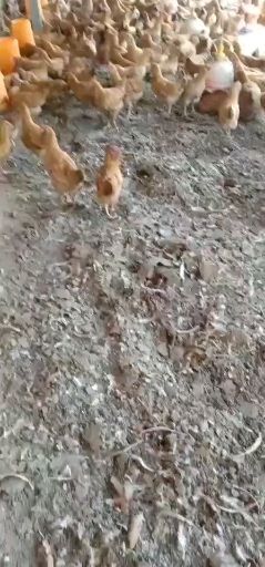 汕头自然干纯鸡粪
