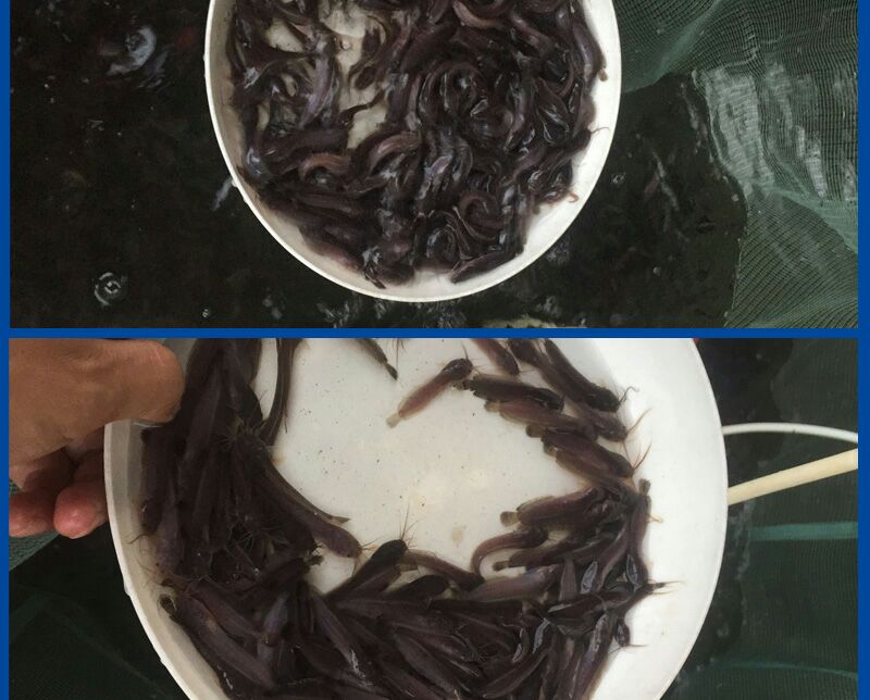 三黃塘虱魚苗  三黃塘角魚 塘虱魚苗，淡水養(yǎng)殖 魚苗批發(fā)