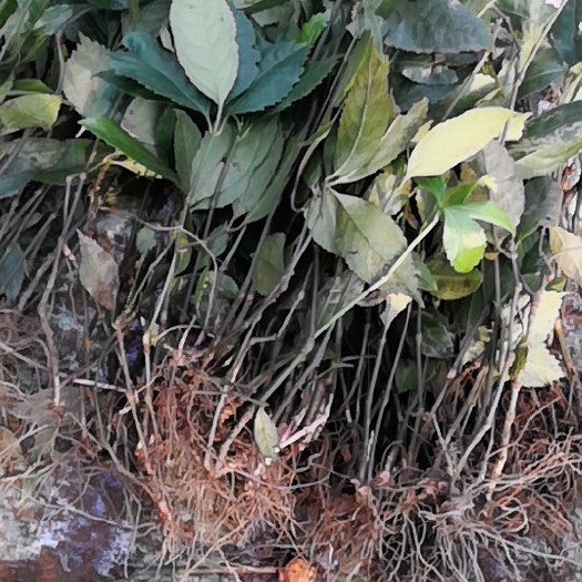 成都 草珊瑚种子草珊瑚苗肿节风种子九节风苗