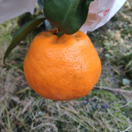 蒲江县 蒲江春见（耙耙柑）