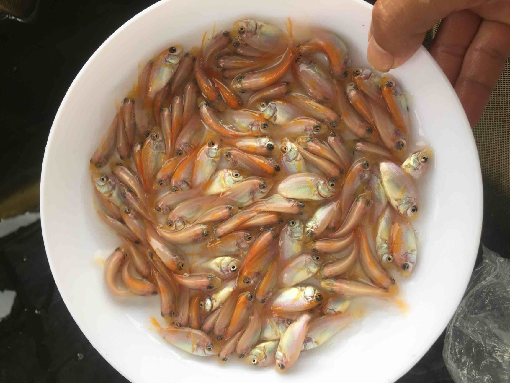  红罗非鱼苗 彩虹雕鱼苗 星洲红罗非苗 红罗非水花 产量高