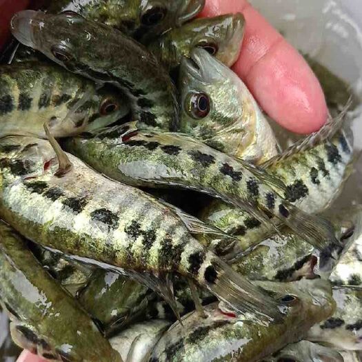 广州淡水石斑鱼苗批发 3－8cm 淡水石斑鱼苗水花