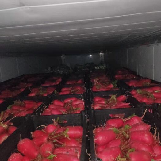 威宁县红皮萝卜 高山蔬菜
