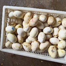 郓城县 鹅苗皖西白鹅苗孵化场直供包回收
