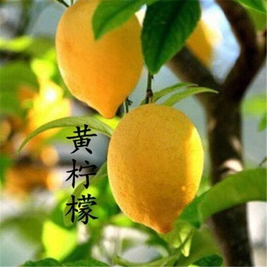 平邑县 香水柠檬苗