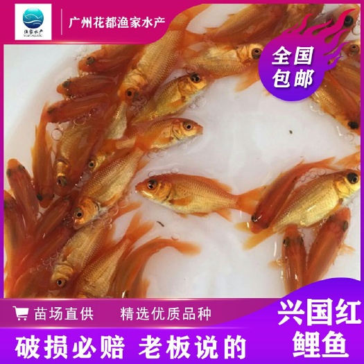 红鲤鱼苗  鱼苗 兴国红鲤鱼 淡水养殖 鱼苗批发 基地直销