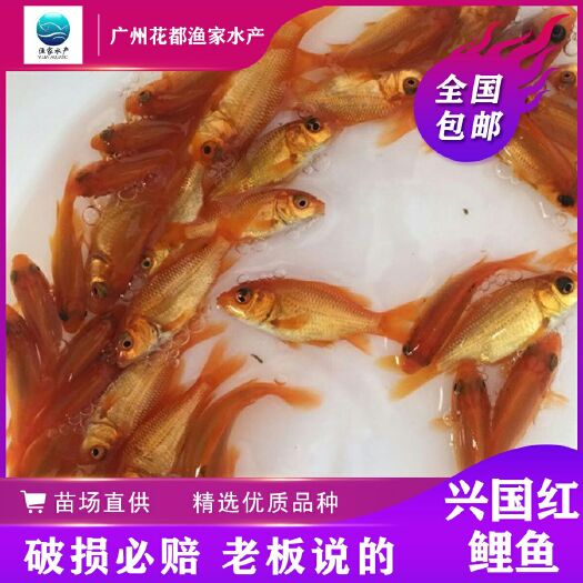 广州红鲤鱼苗  鱼苗 兴国红鲤鱼 淡水养殖 鱼苗批发 基地直销