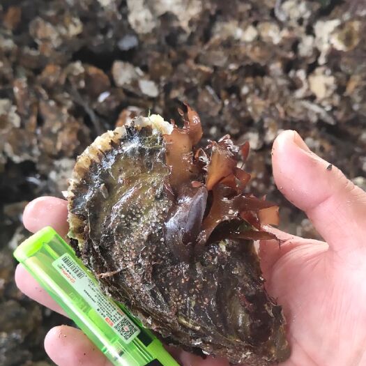乳山市大连生蚝 海水 1-2两/只 鲜活水产