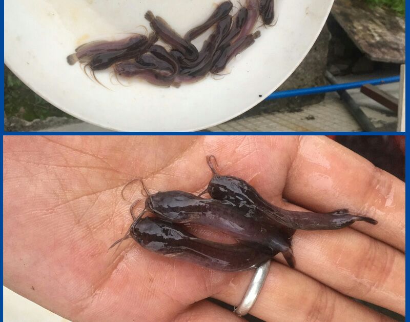 三黃塘虱魚苗  三黃塘角魚 塘虱魚苗，淡水養(yǎng)殖 魚苗批發(fā)