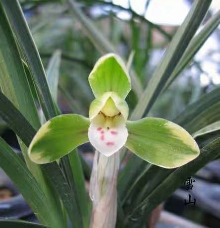 兰花苗四季兰女皇荷花期纯兰浓香室内绿植盆栽花卉花中好品